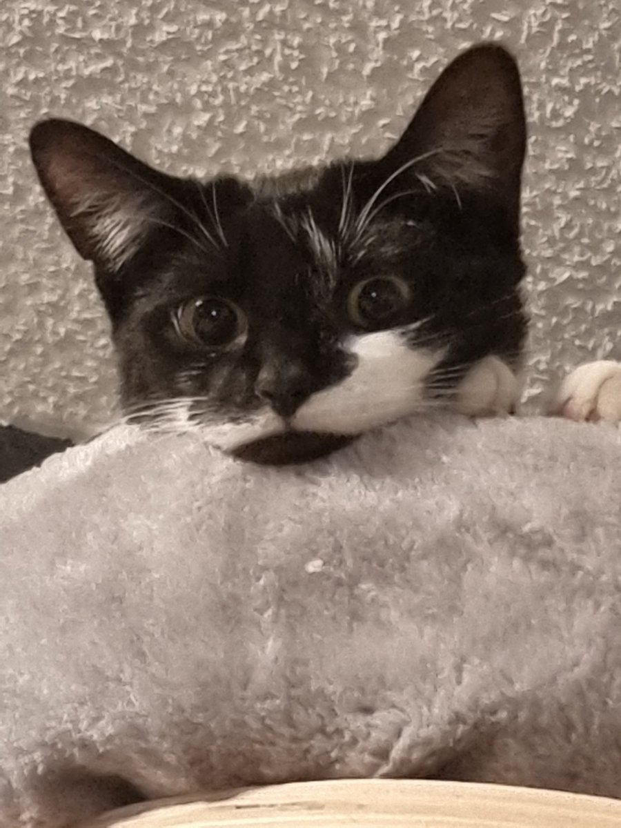 Oreo verkörpert meine Mood