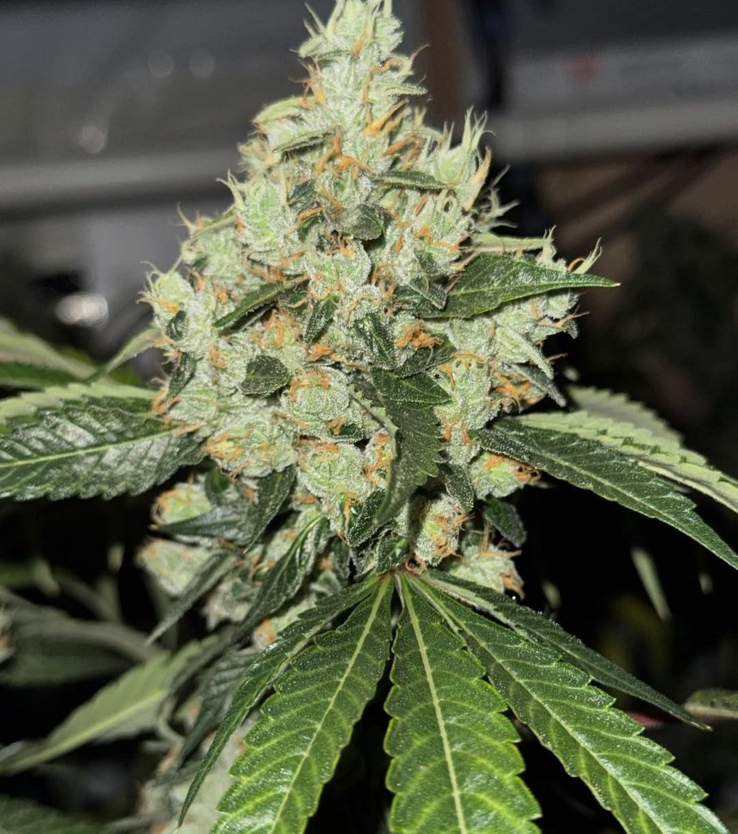 HigherGradeHerb's tweet image. East Coast Irene no.5
East Coast Sour Diesel x Irene Kush (R)

Just to be clear because I&apos;m asked weekly about this cut:

I reversed Irene Kush back in 2020. I used the reversal pollen on a bunch of elites, including Chacos cut of East Coast Sour Diesel. I ran 120 seeds total to…