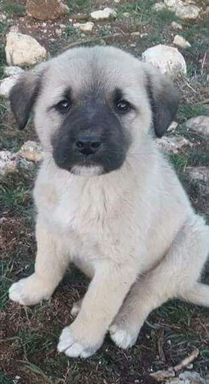 Bu canları beslemeyin diyen vicdansızlar  bir lokma ekmeğe muhtaç olun.😡🤬