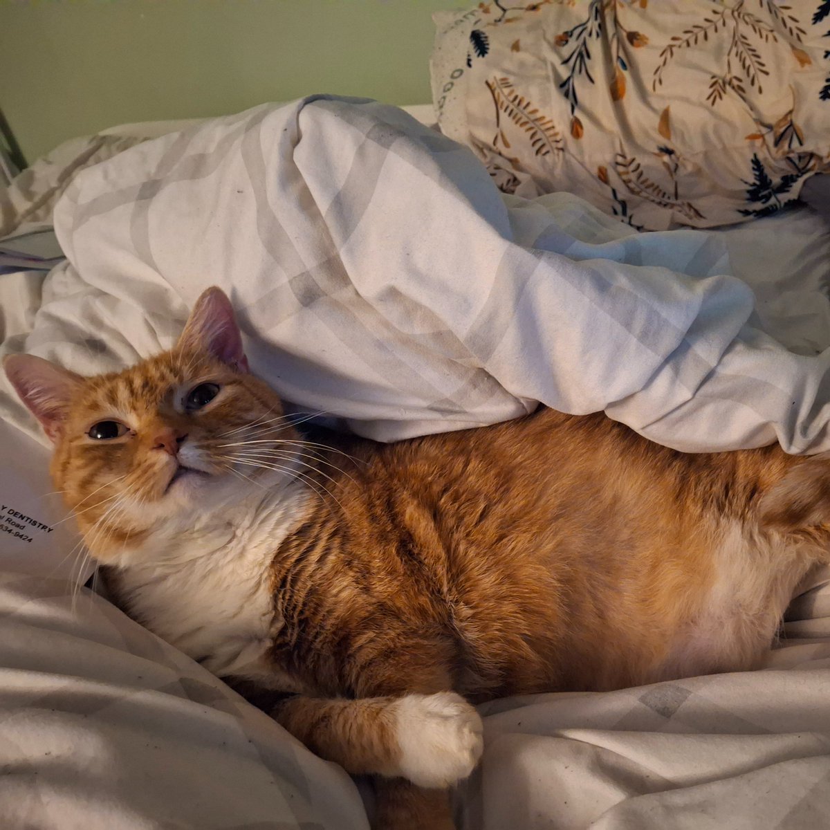 JaxBizarre's tweet photo. After 13 years we had to say goodbye to our little boy. Rest in peace Tobi. I love everything about you. https://t.co/xQx5KwyYmW