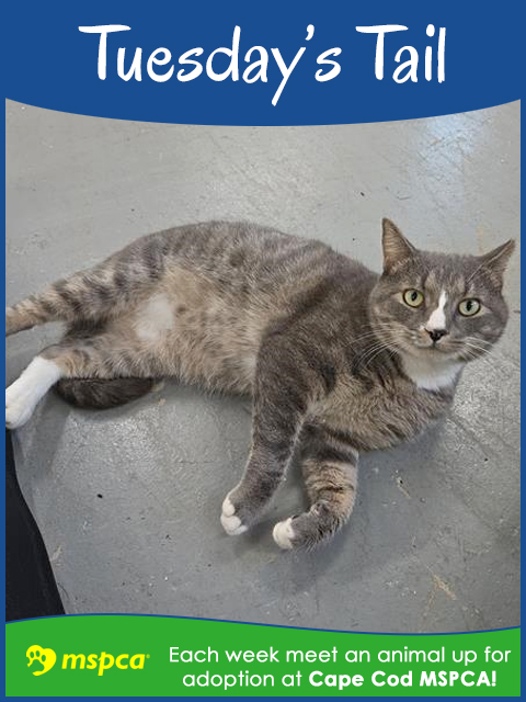 Will You Help Fred Find a Home on the Cape?
If you’re looking to add a little sass and a lot of sweetness to your life, look no further than Fred!
capecod.com/lifestyle/will…