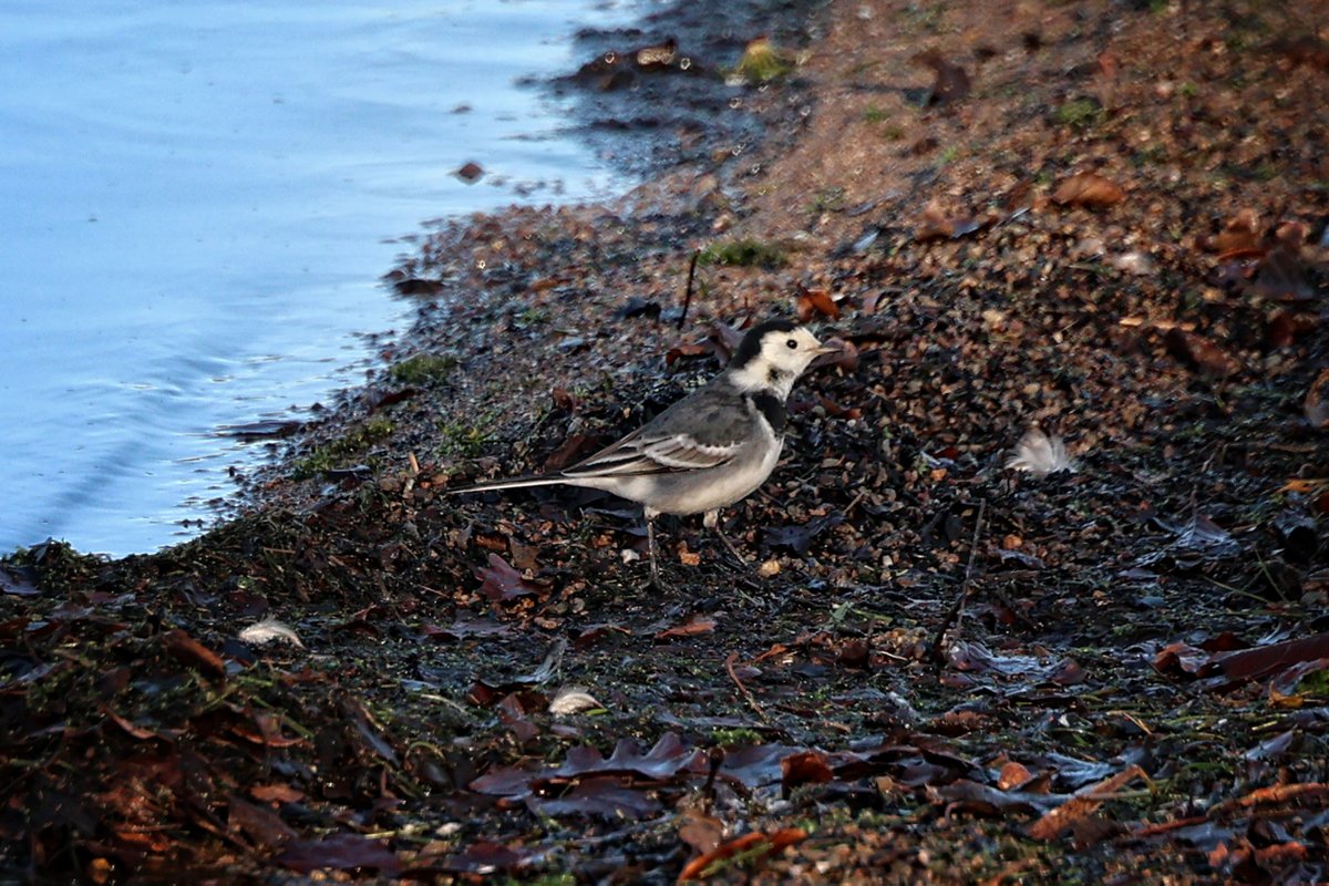 A Pied Wagatil on the shore of Lake Ullswater  today.

Pied Wagtail (Motacilla alba)