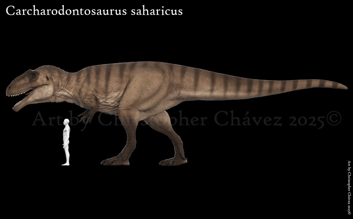 Paleokhris's tweet image. Carcharodontosaurus saharicus esculpido en zbrush y renderizado en Keyshot.
Carcharodontosaurus saharicus sculpted in zbrush and rendered in Keyshot.
#Carcharodontosaurus #paleoart #zbrush #huion #lenovo #keyshot