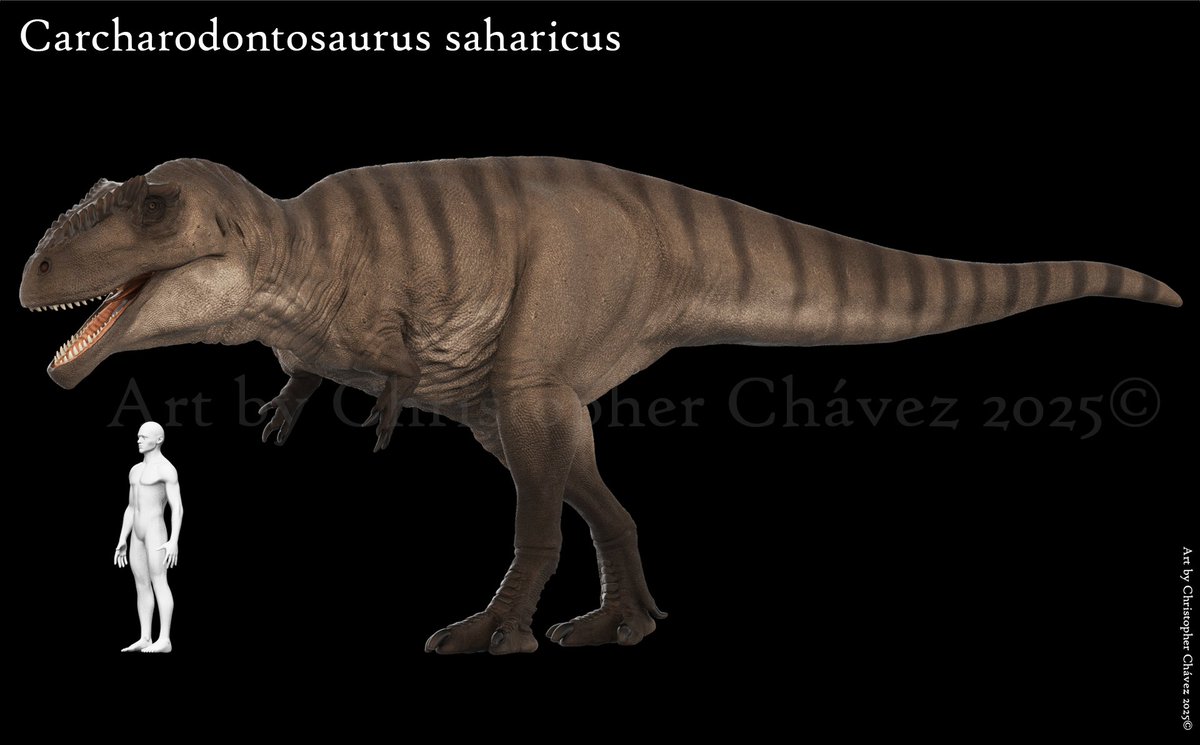 Paleokhris's tweet image. Carcharodontosaurus saharicus esculpido en zbrush y renderizado en Keyshot.
Carcharodontosaurus saharicus sculpted in zbrush and rendered in Keyshot.
#Carcharodontosaurus #paleoart #zbrush #huion #lenovo #keyshot