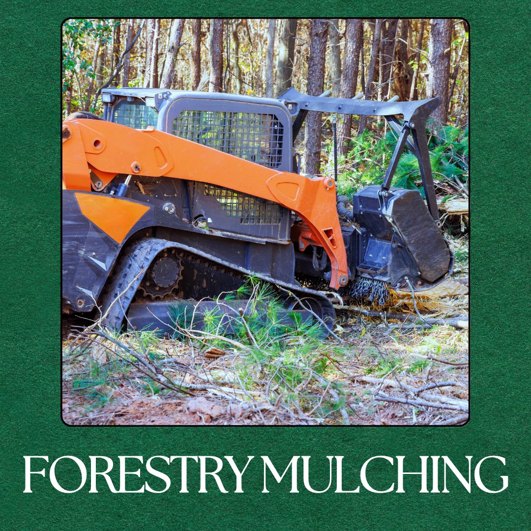 Forget hauling and burning—we use #ForestryMulching to turn thick brush into nutrient-rich mulch on the spot. Call today to schedule a land clearing consultation with our team.
philcampbelllandandlawn.com/forestry-mulch…