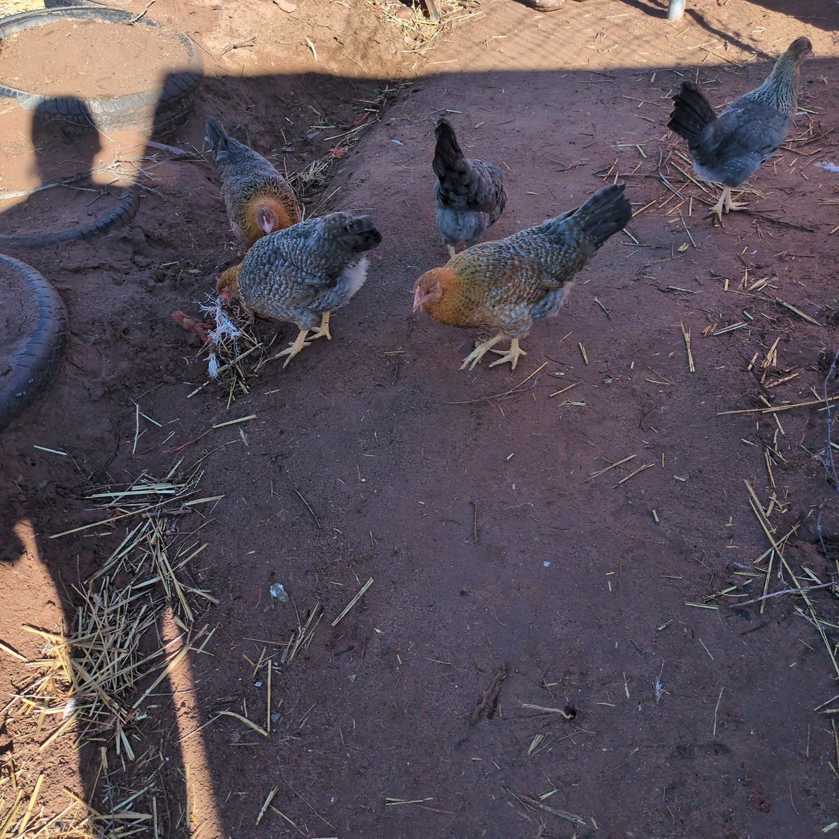 BitcoinNoder's tweet image. Big breasted German girls.