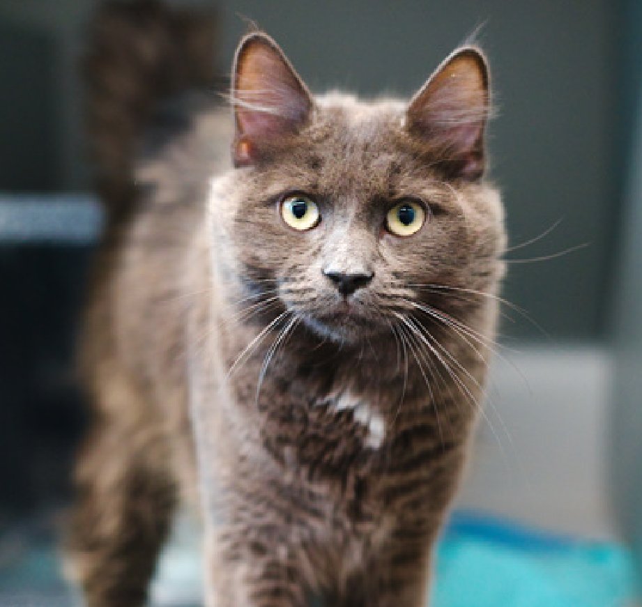 🆘🆘 LOKI (ID 241338), 1 YO, MALE –  IN QUEENS ACC - came into the shelter as an owner surrender on 11/10/2025, with the surrender reason stated as animal behavior - not good with kids.    🆘🆘 😿 😿 😿 😿

➡️TBD 11/27/25

➡️ NEW HOPE PARTNER RESCUE ONLY

➡️ JUST A BABY

➡️ TOO