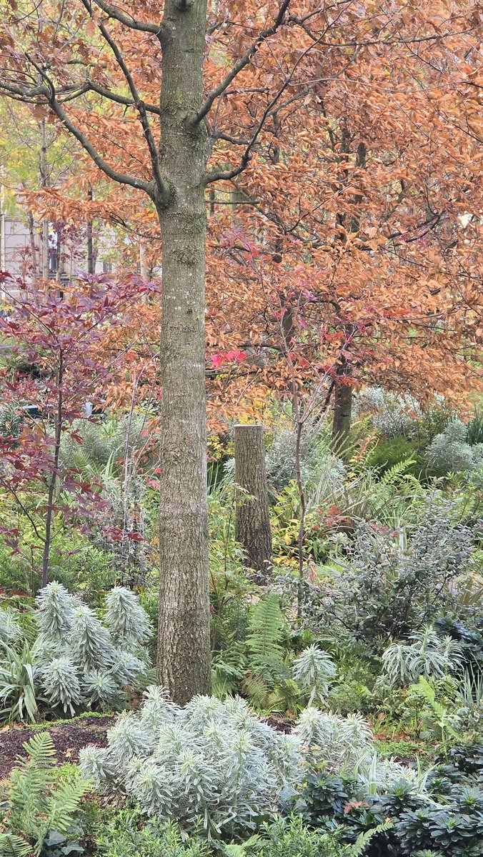 ChaRocher's tweet image. À peine 5 mois après l’inauguration par la gauche parisienne de la forêt urbaine sur le parvis de l’Hôtel de Ville, les arbres sont déjà en train de CREVER et plusieurs ont été coupés. Cette mauvaise blague a coûté 6M€ aux parisiens au détriment de l’entretien de nos VRAIS…
