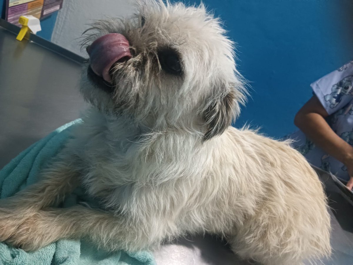 Ayer le tocó revisión, está muy bien de salud, ya sanó totalmente de su esterilización 
Seguimos buscando una familia para ella , es talla chiquita 
Es tímida y temerosa, necesita un hogar tranquilo y comprensivo. 
Anímate!
Wats 5548724347
#AdoptaNoCompres