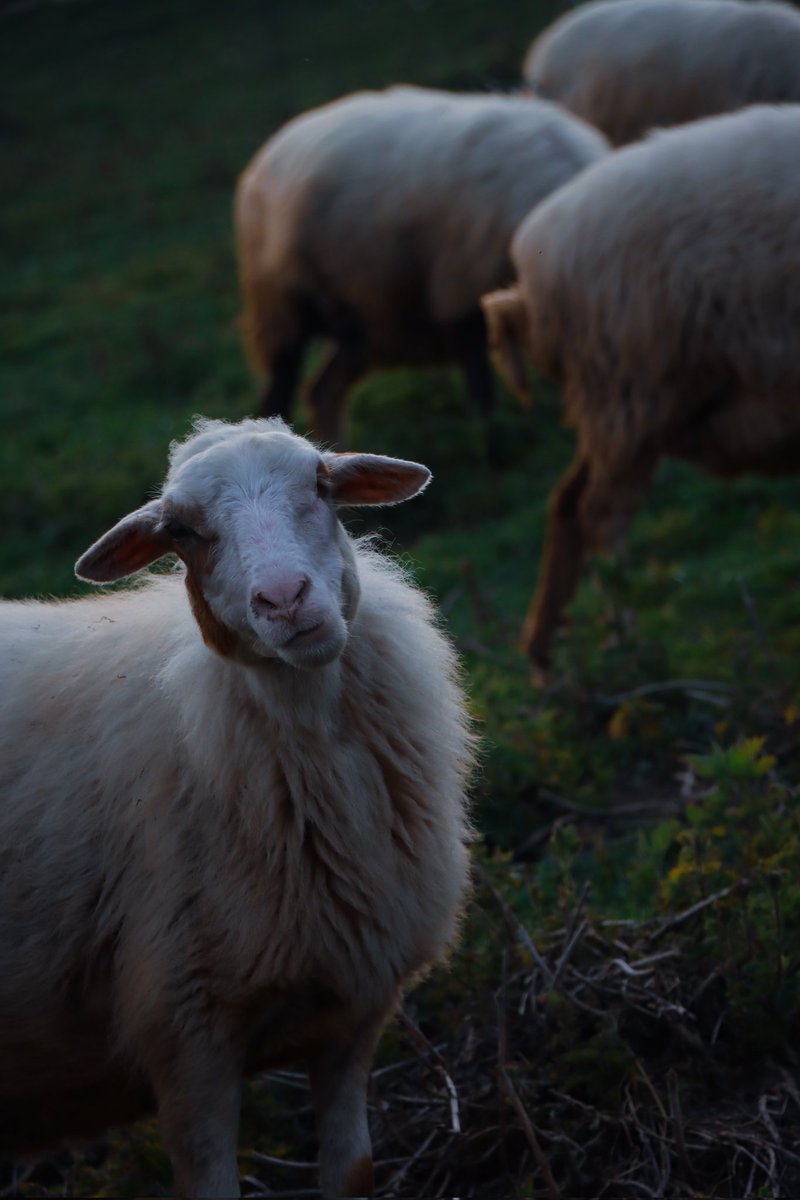 __afraw_'s tweet photo. @noartfriend Gm Gm 🤍

Grazing Gaze #photography 🌿

2/7
2 Tez

https://t.co/GAhXDEPexK https://t.co/RFMoiyr8il