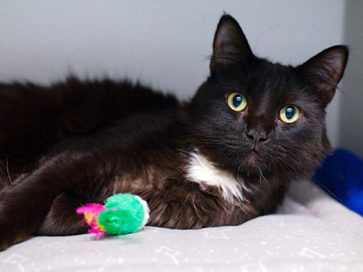 🆘🆘 MOCHI (ID 239516), 1 YO,  MALE–  IN QUEENS ACC - came into the shelter as an  owner surrender on 10/17/2025, with the surrender reason stated as animal behavior - aggressive towards people.    🆘🆘 😿 😿 😿 😿

➡️TBD 11/27/25

➡️ JUST A BABY

➡️ TOO LOW ON PLEDGES TO