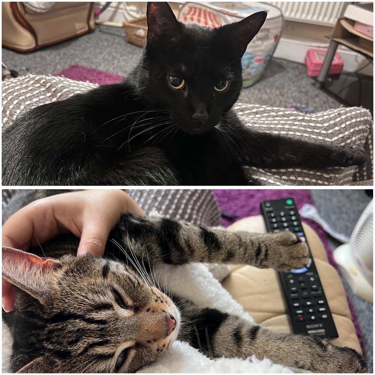 Vtuber vs Vtubers pet

Best trend EVER 

Meet Cuthbert (top) and Bob (bottom). We still think of Pumpkin - our Mrs Pumps - every single day 🌹