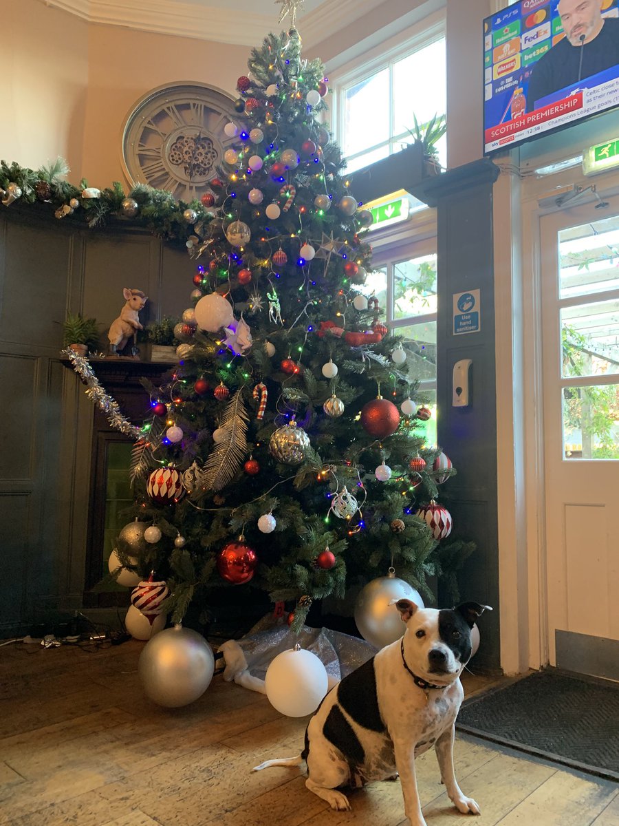 First Christmas tree pic of the year  <a href="/staghotel/">Staghotel</a>