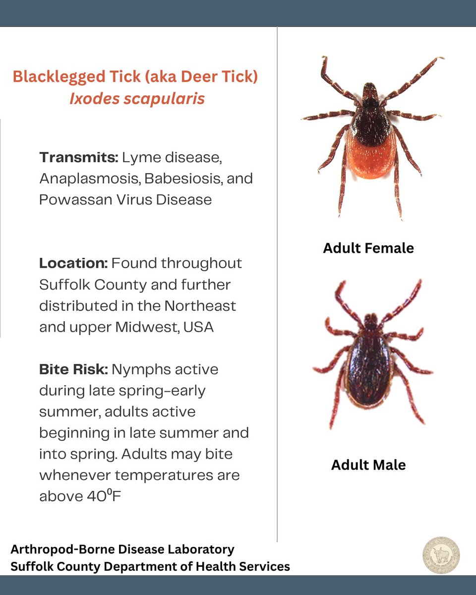 SuffolkCoHealth's tweet image. DYK? Adult blacklegged (deer) ticks are active and may bite on any days above 40F. Remember to check yourself for ticks often, wear light colored clothing, walk in centers of trails and consider using repellents.  SuffolkCountyNY.gov/Ticks