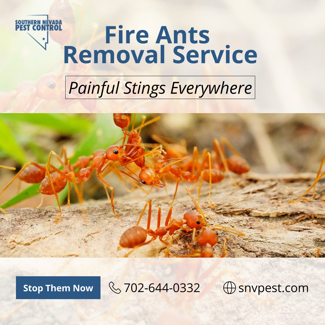 SNVPest's tweet image. ⚠️ Fire Ants Invading Your Property? 🐜🔥
These painful stingers spread very fast - we’ll eliminate the colony before it grows! 🚫

Act Now!
📞 702-644-0332
🌐 snvpest.com

#FireAntExtermination #PestControlExperts