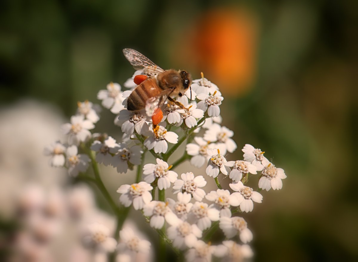 Sam_Alexandra23's tweet image. Good day Photographers &amp;amp; Friends!  Today's photo challenge subject is #Insects.  Let's see your best captures of these tiny creatures. Have a terrific Tuesday! #Photography #Nature #Bugs 📸😊