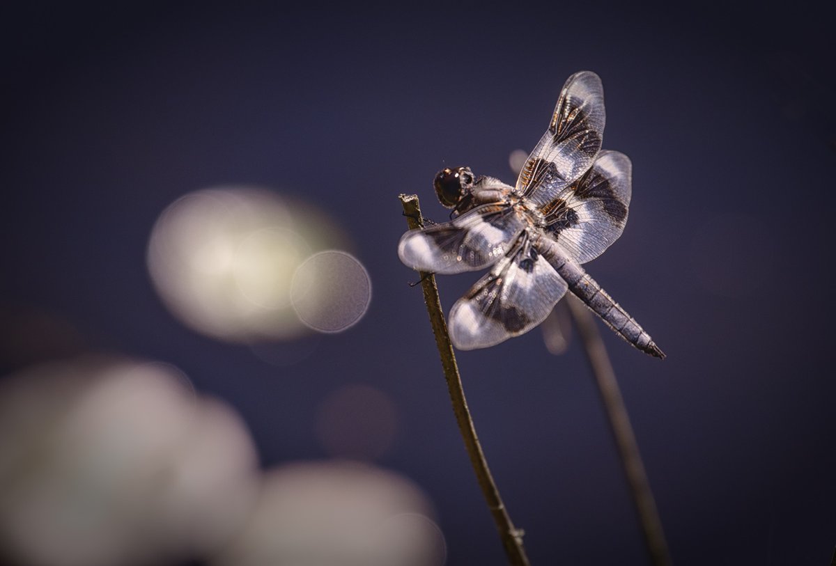 Sam_Alexandra23's tweet image. Good day Photographers &amp;amp; Friends!  Today's photo challenge subject is #Insects.  Let's see your best captures of these tiny creatures. Have a terrific Tuesday! #Photography #Nature #Bugs 📸😊