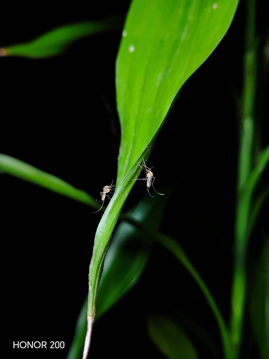 Siddhartha Malakar tweet media