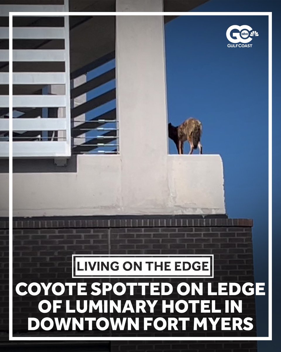 GCNNow's tweet image. A coyote is stuck on a ledge on the south side of Luminary Hotel in Downtown Fort Myers. At this time, it is unknown how it got there. More: gulfcoastnewsnow.com/article/coyote…