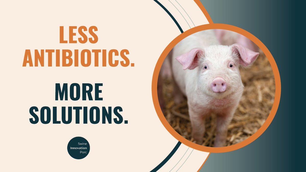 SwineInnovation's tweet image. #Antibiotics used to be the default for fighting piglet diseases like ETEC.
However, with preventative use now restricted, #SC4 scientists are developing new strategies to protect weaned piglets, including probiotics, amino acids and bacteria-busting viruses called bacteriophages