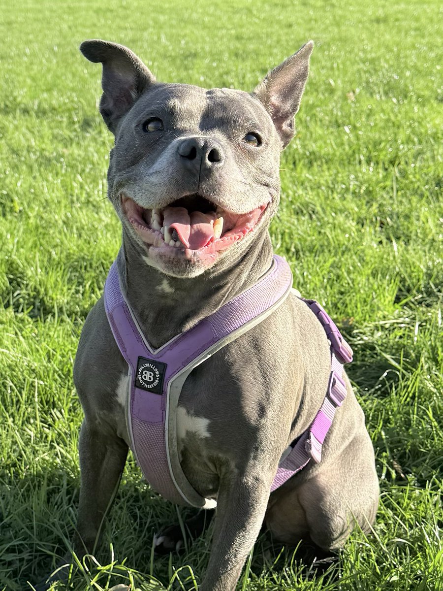 IsaMary2021's tweet image. I was all smiles today. Sunshine does that to me 🤩🤩💜💜 #IsaMary #Smile #HappyDog