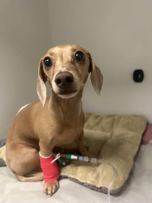 splashprotocol's tweet image. What name would you give to this little dog?