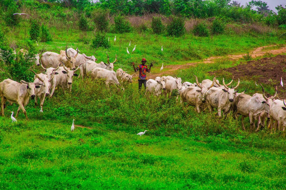 NigeriaStories's tweet image. BREAKING NEWS: The Federal Government has banned open grazing by cattle rearers as part of efforts to curb the persistent farmers-herders conflicts across the country.