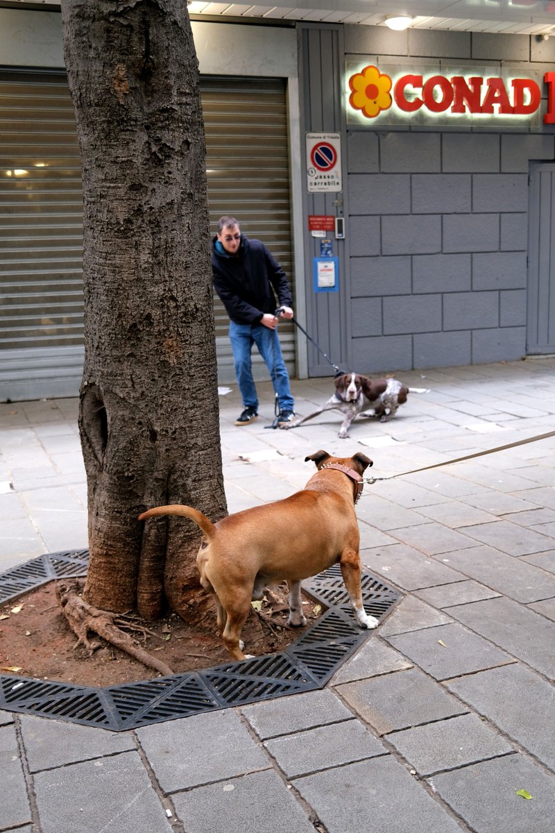 Dog Territory -Trieste, Italy 2025
#streetphotography #streets #dogs #streetmoment #streetphotographer #streetlife