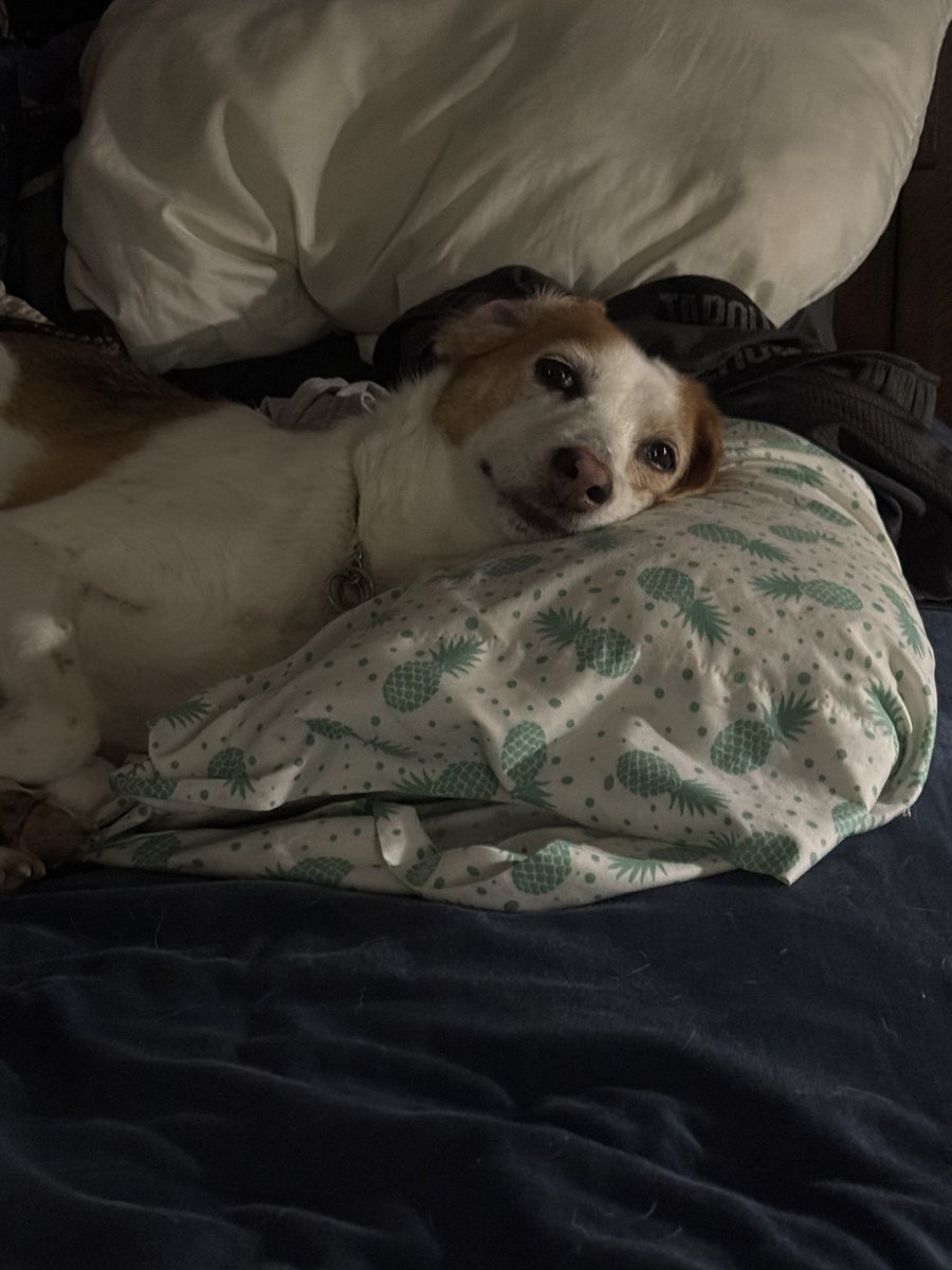 SarahLM77's tweet photo. @GavinRossdale @peta My little shelter pets live their best life everyday. They lead  a pampered life here 😅😂 https://t.co/fiSfDYrEEn
