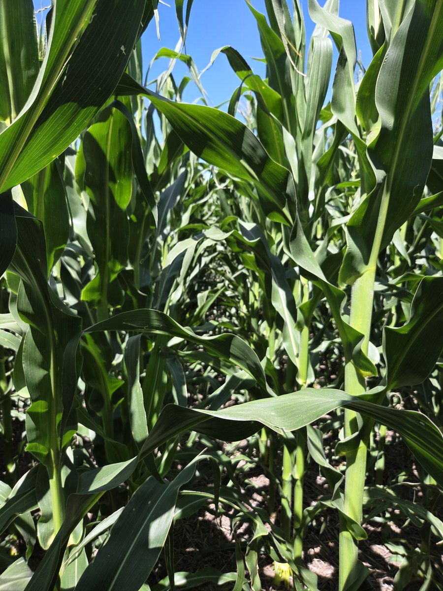 agro_86's tweet photo. Vienen apurados los de septiembre 🌽
ARG7715
FS: 09/09 https://t.co/p35EoBIcJs