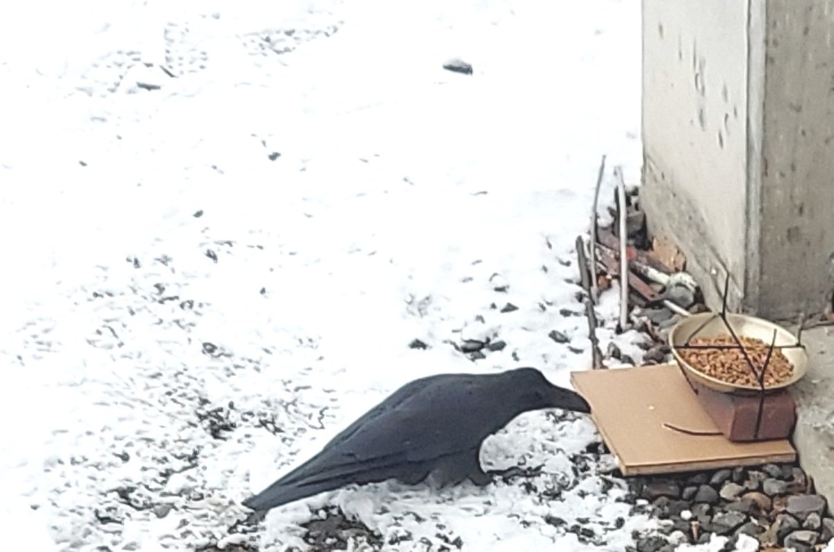 「カラスの餌容器に、こぼれた餌が砂利の間に落ちないよう板を敷いたら、表面がツルツル」|浅利与一義遠のイラスト