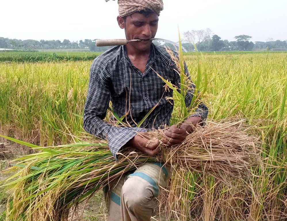 হোসেনপুরের মাঠে ঘাটে কৃষাণ-কৃষাণীর ব্যস্ততা ধান মাড়াইয়ে