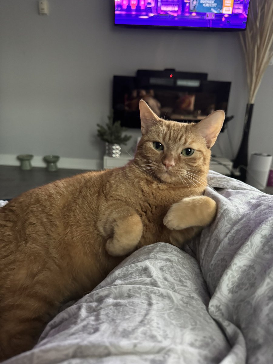 kobertthecat's tweet image. men lie. women lie. kobert lie down