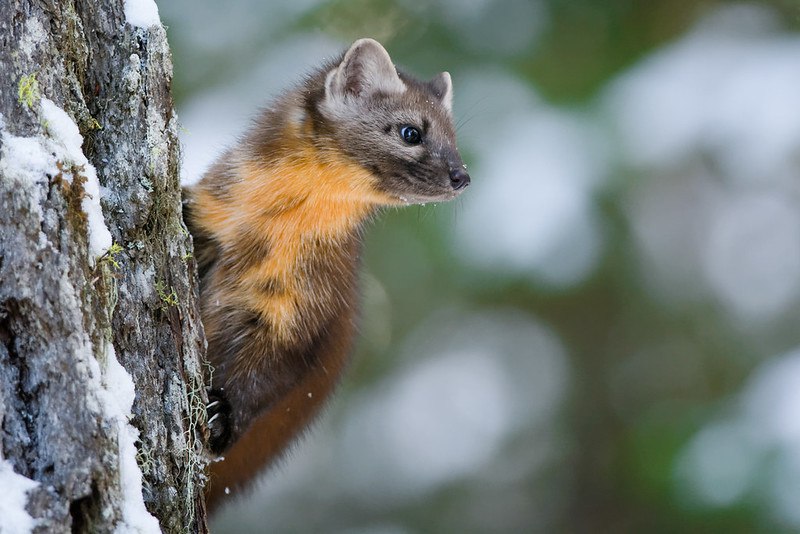 [🔗](api.tinyfox.dev/hourly/pinemar…)