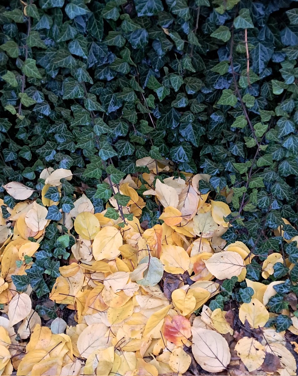 ivalent_'s tweet image. 