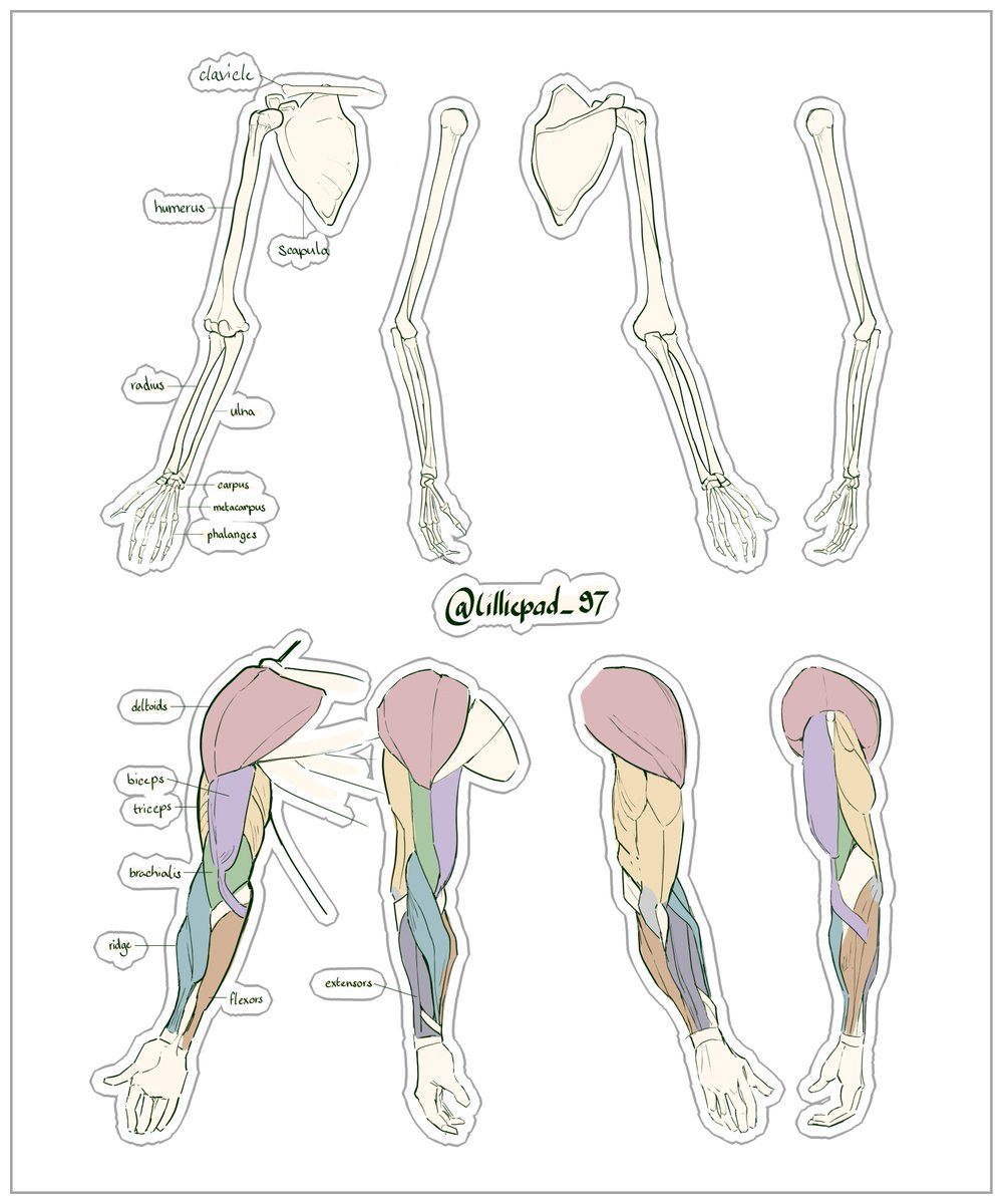 lilliepad97's tweet photo. Upper limb study! Time to learn some anatomy. https://t.co/ryvg0ubR9L