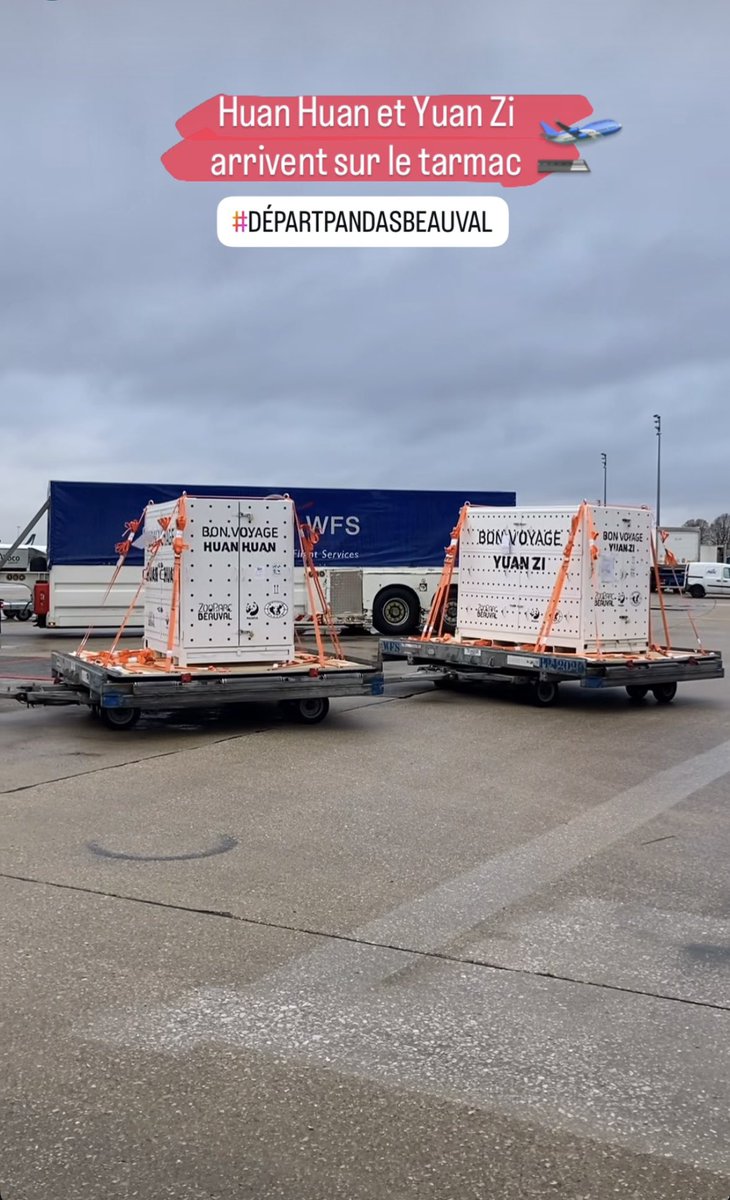 pandas_fr's tweet image. 🐼🐼 🇫🇷✈️🇨🇳 Ça y est Huan Huan et Yuan Zi ont quitté @zoobeauval tôt ce matin. Voici les photos du chargement et du convoi publiées par ©️#Beauval et les infos sur leur vol vers @Chengdu_China sur cette page spéciale ⤵️⤵️
panda.fr/depart-huan-hu…

#départpandasbeauval