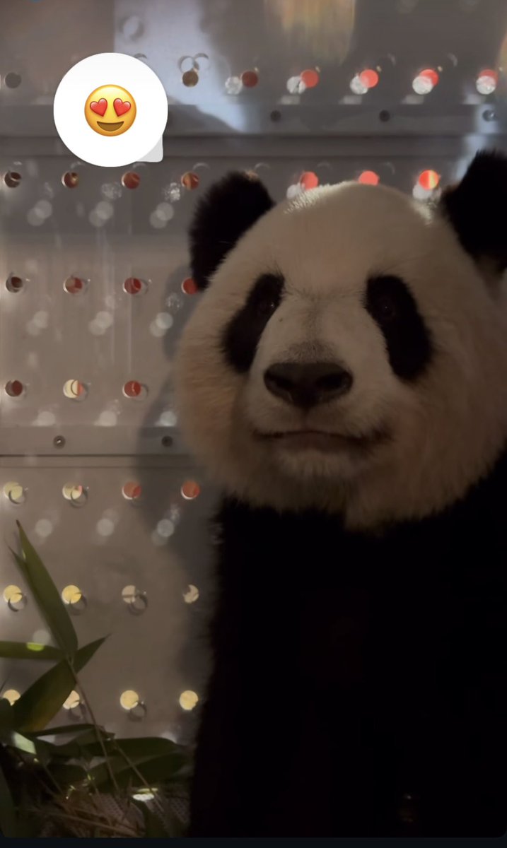 pandas_fr's tweet image. 🐼🐼 🇫🇷✈️🇨🇳 Ça y est Huan Huan et Yuan Zi ont quitté @zoobeauval tôt ce matin. Voici les photos du chargement et du convoi publiées par ©️#Beauval et les infos sur leur vol vers @Chengdu_China sur cette page spéciale ⤵️⤵️
panda.fr/depart-huan-hu…

#départpandasbeauval