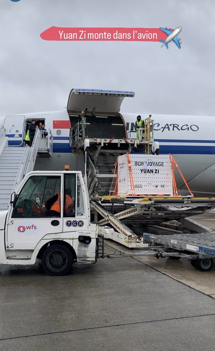 pandas_fr's tweet image. 🐼🐼 🇫🇷✈️🇨🇳 Ça y est Huan Huan et Yuan Zi ont quitté @zoobeauval tôt ce matin. Voici les photos du chargement et du convoi publiées par ©️#Beauval et les infos sur leur vol vers @Chengdu_China sur cette page spéciale ⤵️⤵️
panda.fr/depart-huan-hu…

#départpandasbeauval