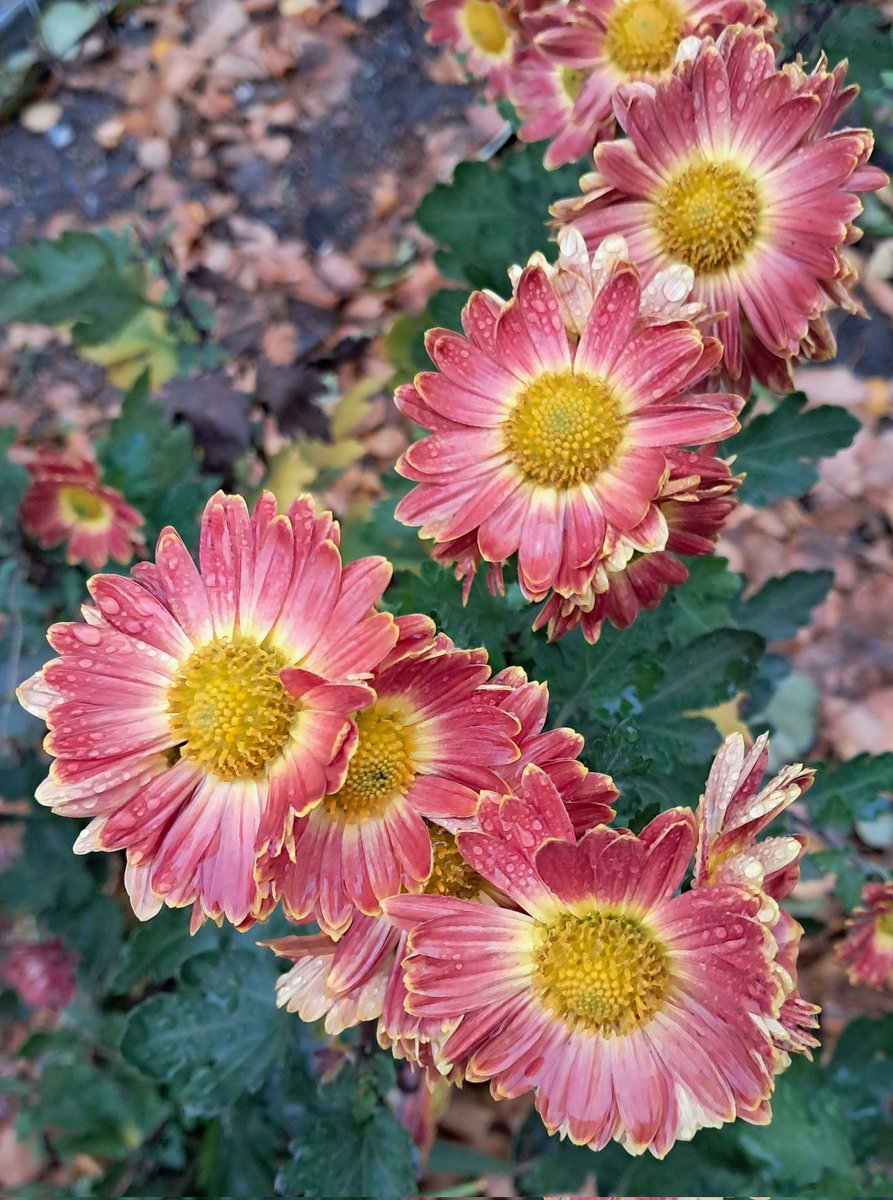 ivalent_'s tweet image. 