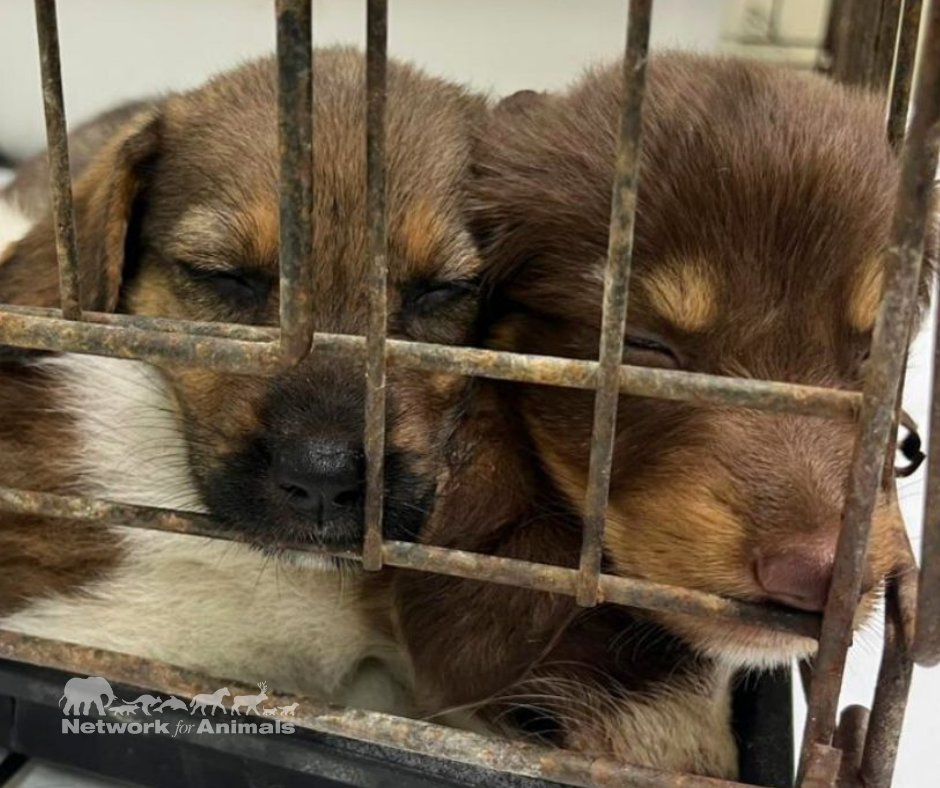 Network4Animals's tweet photo. A street dog crisis is gripping #Lixouri, Kefalonia, fueled by farmers abandoning puppies. With no local vet or shelter, these vulnerable dogs are suffering. Help us provide urgent food, medicine & mass sterilization: https://t.co/0VBrbnV5vo
#NFADogs #Greece #GreeceDogs https://t.co/DyfZfXaiy1
