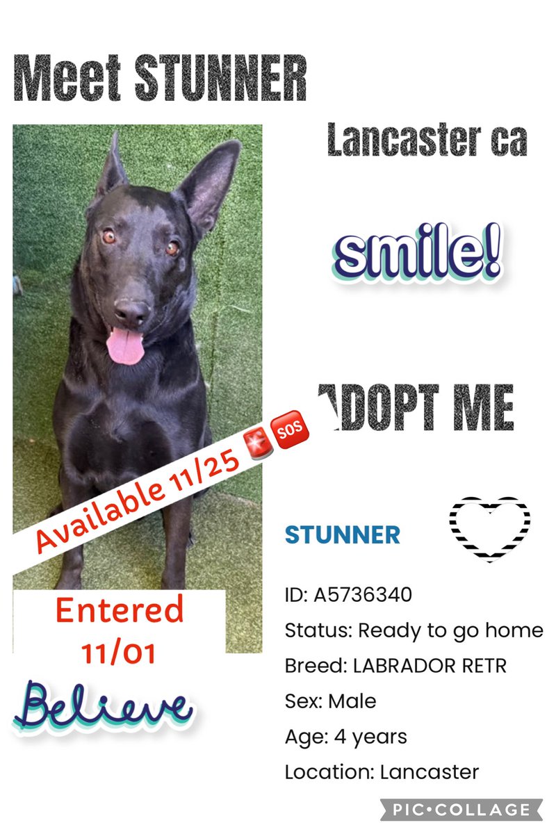 🆘🆘 <a href="/AnimaLancaster/">LancasterAnimalShelt</a> I need HELP with POSTING PAST EUTH DATE DOGS on Twitter I could be the only one right now #REPOST #TAG #FOSTER #RESCUE #ADOPT ‼️STUNNER  #A5736340 M 4yrs #LabRet HELP 🆘‼️🚨<a href="/mapleveewesem/">Maple 🐕 🎹 🎸 💙</a> Euthanized anytime 🥲😞 “LACKING VIEWS REPOSTS” PLEASE HELP 🙏 🖤🐾