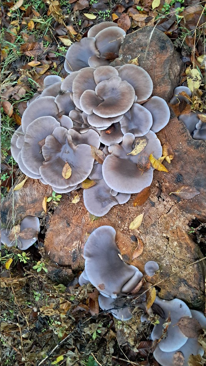 ivalent_'s tweet image. 