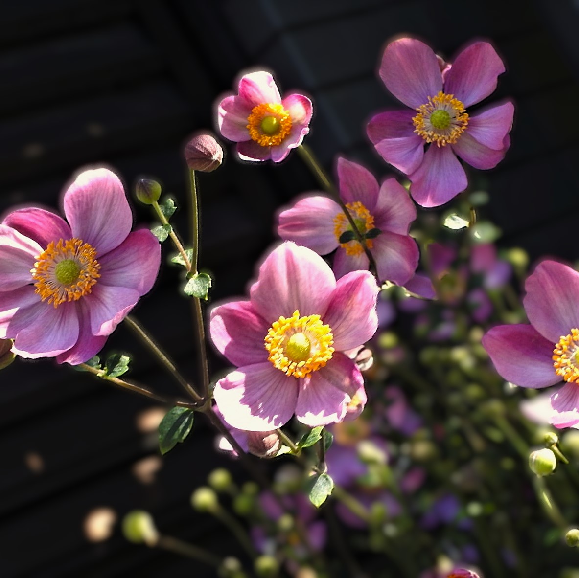 ohnok1's tweet image. 皆様
おはようございます
晩秋から本格的な冬への１日
本日も宜しくお願いします
＋秋明る菊
#花 #flowers #japaneseanemone