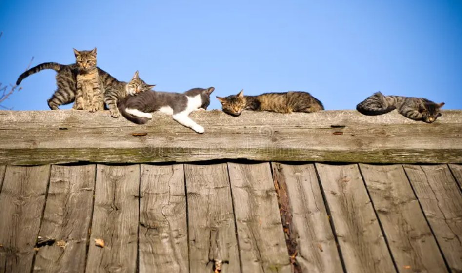 🔴El techo de gatos del gobierno de España, perdón de gastos👇Y por cierto seguid mandándome notificaciones, que aunque se que no engaño a nadie, es más barato liarla que ser un HDP como sois vosotros!!!, Quizás la lie y lo siento por el/la inocente. ETA se arrepiente de algo?😉