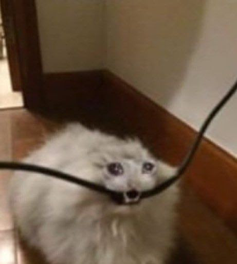 blumevrs's tweet image. Tem um gato que de vez em quando aparece aqui perto da minha casa, acho ele um fofo porque mia em silêncio.