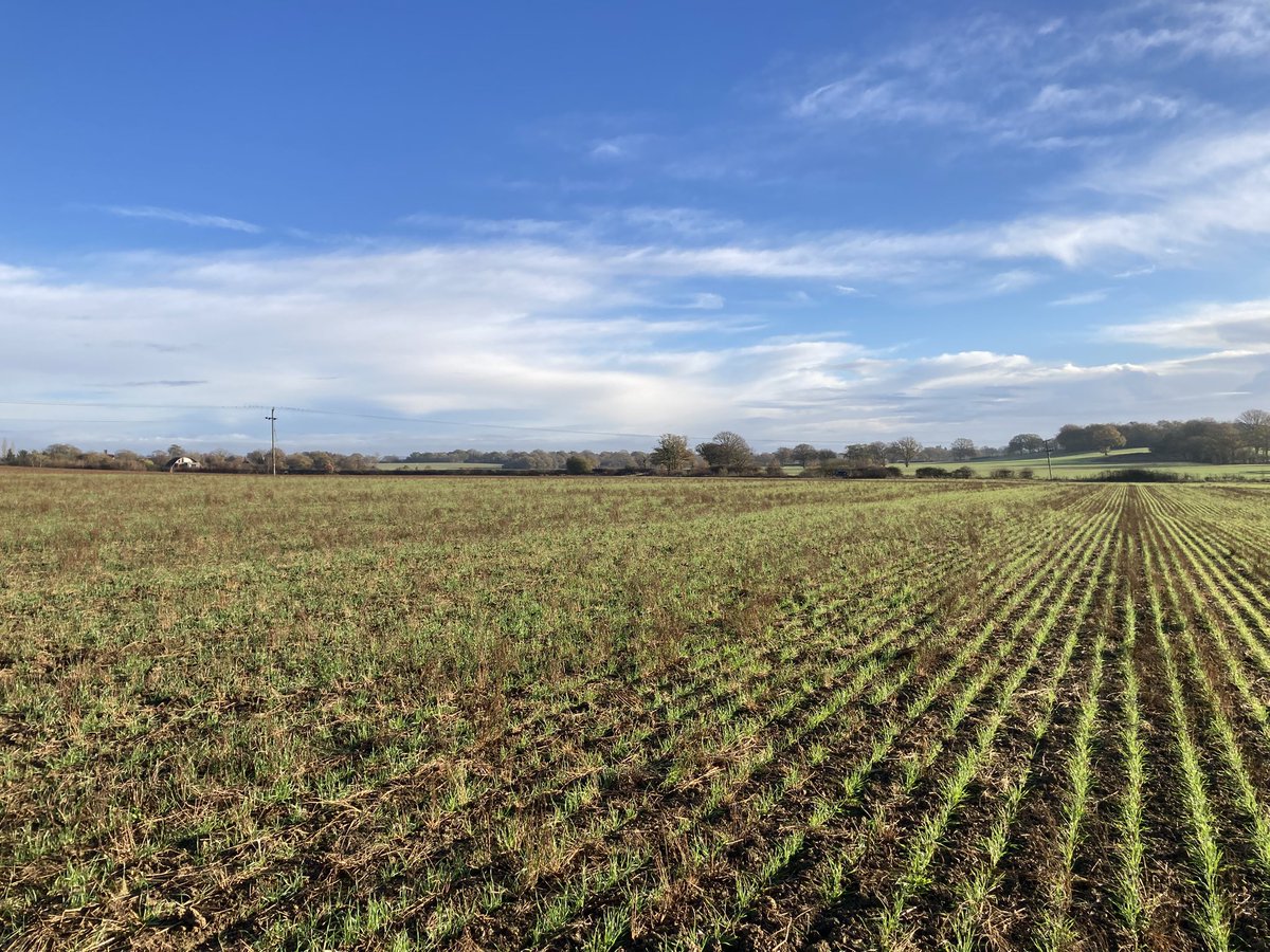A crop of <a href="/wildfarmed/">Wildfarmed</a> wheat enjoying the sunshine this morning. 🚜😎🚜