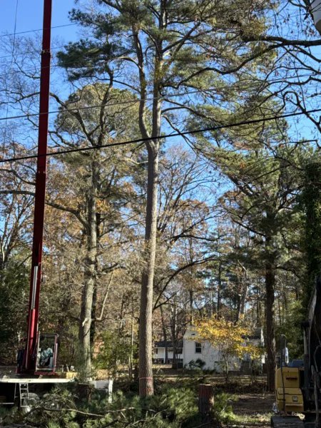 NRaleighTree's tweet image. Spot the signs before it’s too late! 🌳 Learn how to tell if a tree needs removal to protect your property and loved ones: northraleightree.com/2025/11/25/war… #TreeCare #ArboristTips