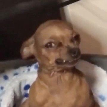 TshepoBacela's tweet image. The obsession with low quality memes🤣🤣

Drop your goat