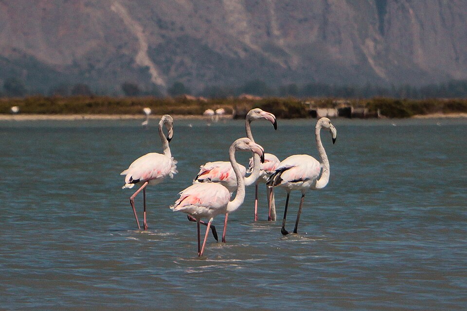 CLL49's tweet photo. Sélection de zones humides d'#Europe. #Mardi Le parc de Missolonghi-Etolikó, à l'Ouest de la #Grèce près de l'île d'#Ithaque, contient des lagunes et une faune variée. Son écosystème attire ainsi de nombreux oiseaux migrateurs #Photographie #Photography via Wikipédia #Wetlands https://t.co/J1TofbRtLl